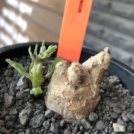 pterodiscus   elliottii 《M size》驚愕‼︎激希少種※現地球発根後店主国内管理3年株※綺麗&味深さを併せ持つ大変希少な一株‼︎※mad black pot植え