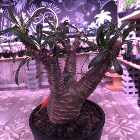 packypodium  gracilius《M size》※現地球発根済み株‼︎  （限定1株）筋筋とボコボコを主張する枝振り激しいwildグラキ‼︎ ※mad black pot植え