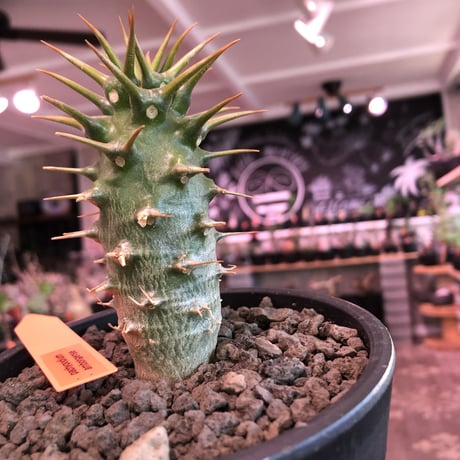 packypodium  ambongense  littmon seed🌱《M  size》※希少高きアンボンゲンセ‼︎激オススメ株※mad black pot植え