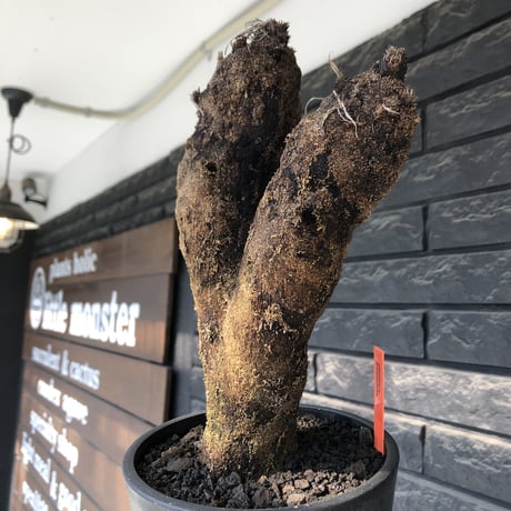xerophyta trichophylla《S size》※現地球発根後店主国内管理2年株※驚愕強靭株※良balanceな一株※mad black pot植え