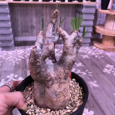 packypodium  inopinatum《M  size》※現地球  発根済み株