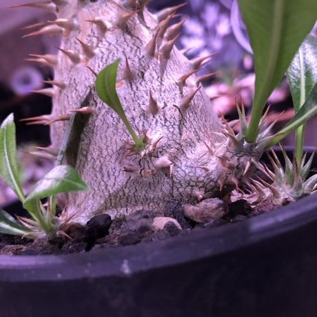 packypodium  horombense  littmon seed🌱《L size》※たっぷり水飲み年月をかけ作り込んだ特大リトモン実生ホロン‼︎※オススメ株※mad black pot植え