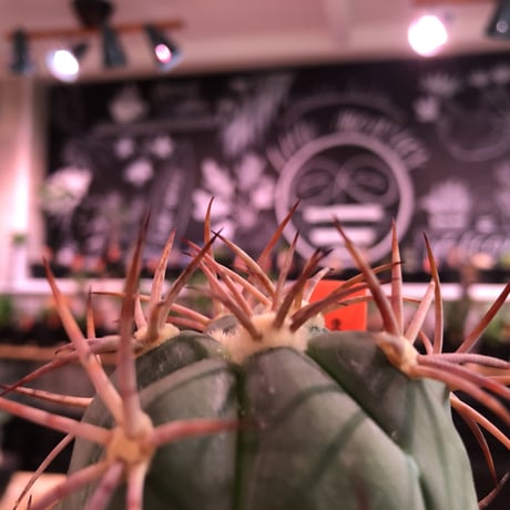 echinocactus 太平丸　var.強刺nicolii《大きめM size》※現地実生発根済株※現地実生ニコリー‼︎棘先が黒ずんだ現地らしい趣※mad black bowl pot植え