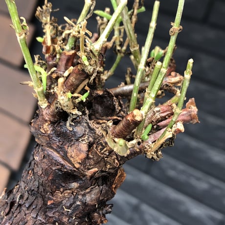 mestoklema tuberosum《L size》※現地球発根後店主国内管理5年株※味深き朽ちくによるメクれ&赤肌強き極太株元‼︎冬季も動く唯一無二な希少灌木※mad black pot植え
