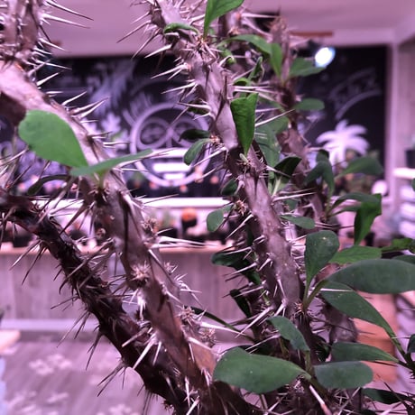 euphorbia    milii《L size》