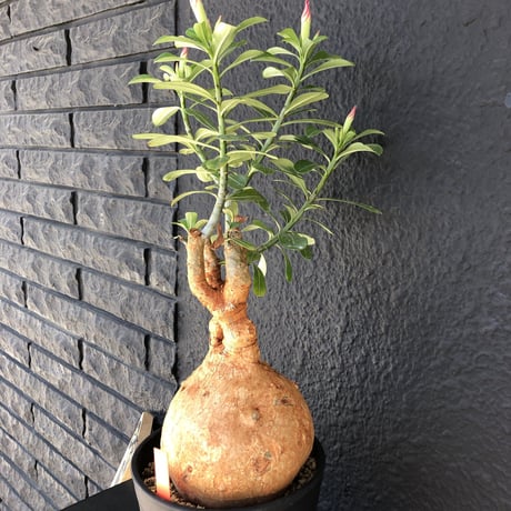adenium   obesum《LL size》現地球 発根済み株‼︎