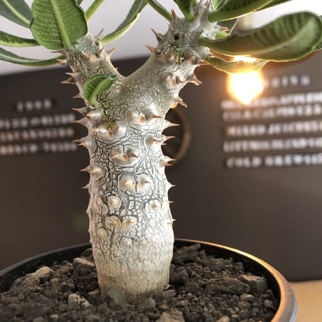 pachypodium tackyi《M size》希少種※littmon seed 4年株※白く美しくちぢれ葉が堪らなくかわいすぎる一株※mad black bowl pot植え