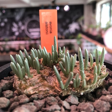 avonia   alstonii《L size》※特に、扁平感が強き大きめ塊根を持ち肌質粗めな希少大株アルストニー※ mad black bowl pot植え