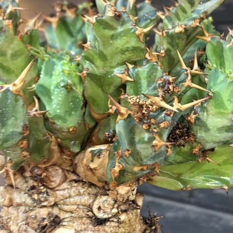euphorbia tortirama（XL size）※現地球株発根済（店主所有株）※この上なき極太株&葉もスクリューし躍動感半端なき大株※mad brown marble bowl pot植え