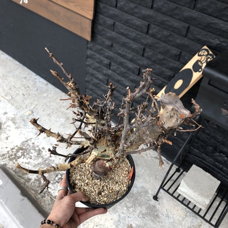 commiphora    africana《L size》佇まい🤩