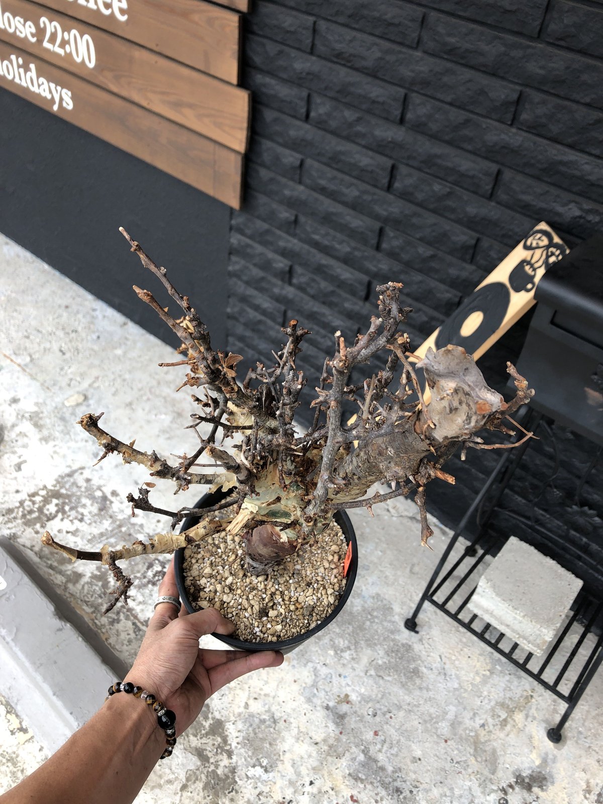 commiphora africana《L size》佇まい🤩 | plants hol