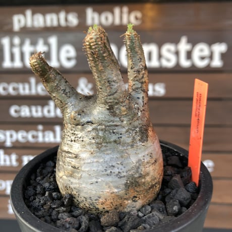 pachypodium  gracilius《大きめS size》五頭枝株※現地球発根済株※店主国内管理2年株※整いすぎなほどcompactに纏まった美株※mad black pot植え