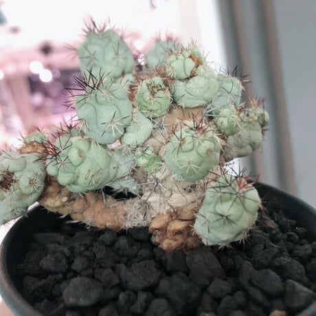 ortegocactus   macdougallii