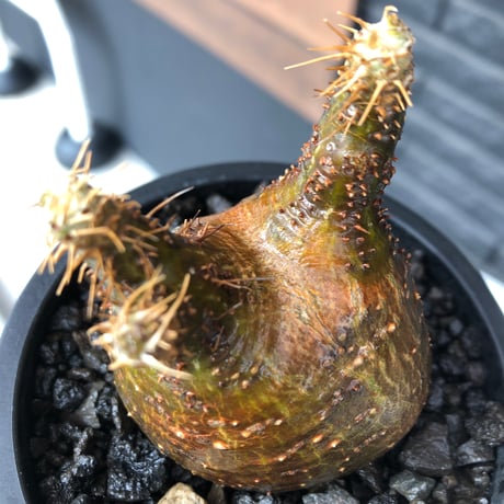 packypodium  gracilius《大きめS size》希少二頭枝※現地球発根済株※店主国内管理2年株※歪感のあるぼってり樹形が逆に堪らなく愛くるしい一株※mad black pot植え