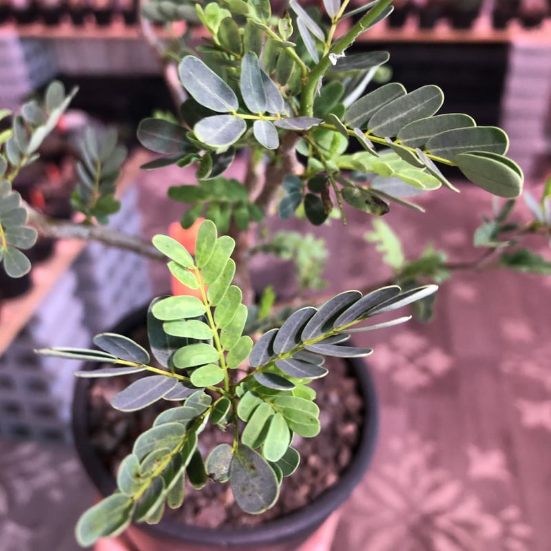 senna meridionalis《 M size》※現地球発根済株※大変幹の色が senna meridionalis《 M size》※現地球発根済株※大変幹の色が
