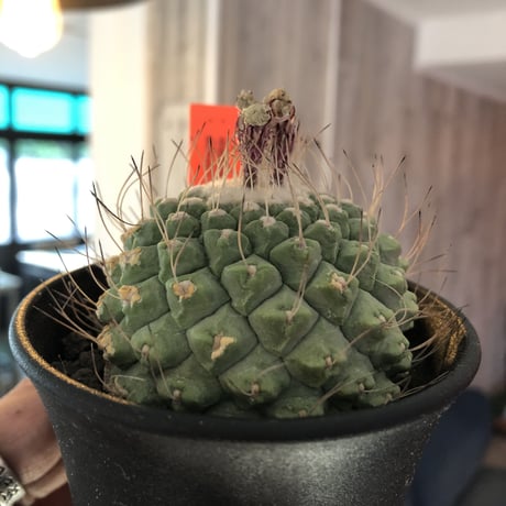 strombocactus  菊水《L size》bigで木質化した一部を持つ球体バランス良き菊水‼︎