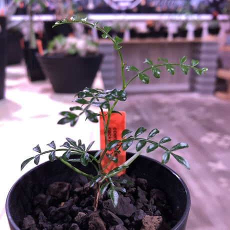 packypus  &  densicaule（恵比寿大黒）   littmon  seed🌱