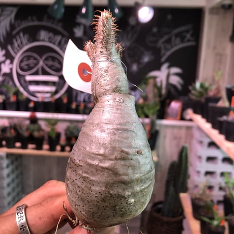 packypodium    gracilius《S size》輸入まもないまん丸新鮮株🌵vo①  限定15株