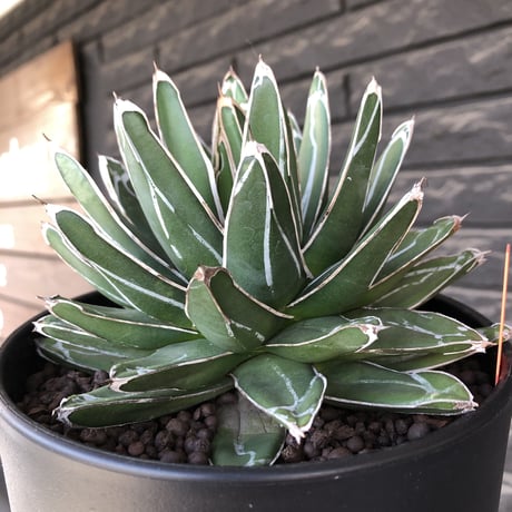 agave  笹の雪《L size》※現地球発根後店主国内管理3年株※big且つ締まり良きbalanceも美しい良樹形※blackプラ鉢植え
