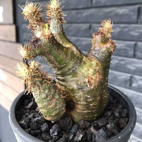 pachypodium  gracilius《M size》希少‼︎ニ頭枝w-he'd＆極green肌株※現地球発根後店主国内管理3年株※極green肌の良樹形双頭株※mad black pot植え
