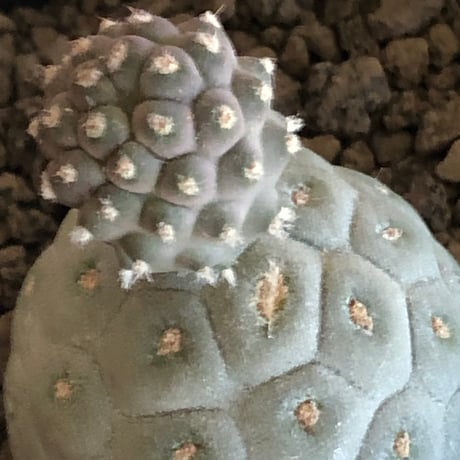 tephrocactus geometricus 《M size》※現地球株カキ仔発根済※①丸々とかわいく綺麗な玉型維持のカキ仔※black bowl pot植え