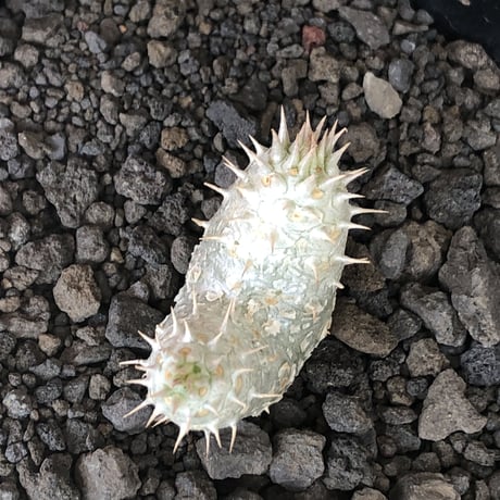 pachypodium inopinatum ｗ-he'd《S size》※littmon seed🌱※当店実生株ながら希少‼︎双頭株の美しくかわいい一株※mad black pot植え