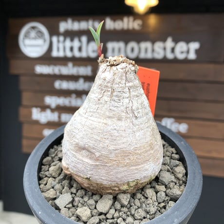 euphorbia  trichadenia《大きめ M size》※現地球発根後店主国内管理5年株※ぼってり良樹形に美しい白肌と葉が堪らないオススメな一株※mad black pot植え