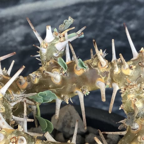 sarcocaulon crassicaule《M size》※現地球発根済株※発根後店主国内管理2年株※興奮するほど良枝振り‼︎強棘に縮れ葉＆白花のギャップ萌えな一株※mad black pot植え