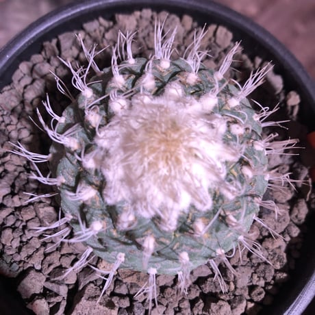 strombocactus 白棘菊水《大きめM size》激希少‼︎現地球発根済株※店主国内管理12年株※激希少株の上、極美白棘菊水‼︎堪らない唯一無二感※mad black bowl pot植え
