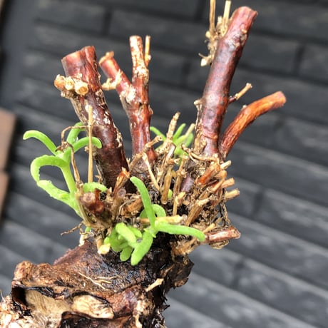 mestoklema tuberosum《M size》※現地球発根後店主国内管理4年株※compact且つ絶妙な纏まり良き良樹形‼︎冬季も動く唯一無二な希少灌木※mad black pot植え