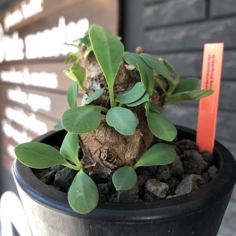 euphorbia  itremensis 《M size》※現地球発根後店主国内管理3年株※まん丸塊根で可愛くボコボコと変形しながら枝作りし変化も楽しめる一株※mad black pot植え