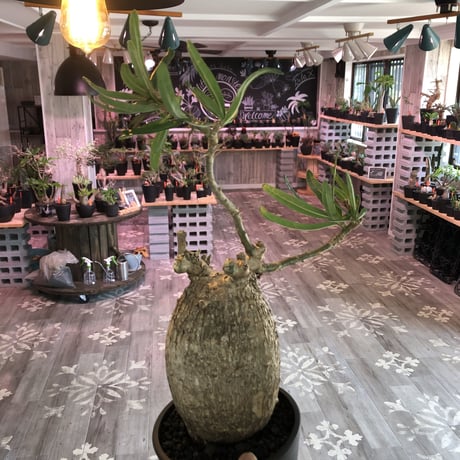 packypodium  bispinosum《L  size》現地球  発根済み株  ※店主管理国内６年株‼︎ ※mad  black  pot植え