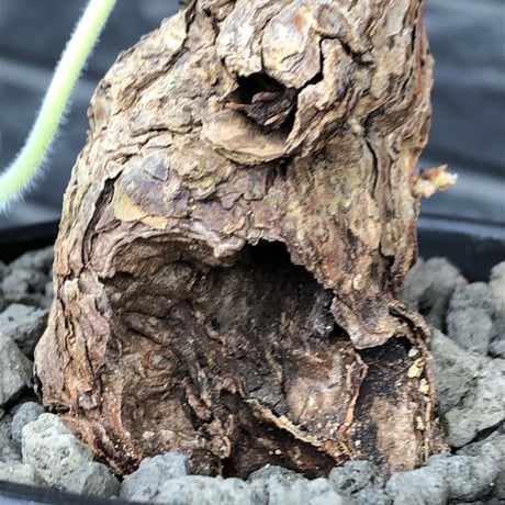 pelargonium triste《大きめM  size》※現地球発根済株※店主国内管理3年株※サイドに朽くしエグれた傷跡を持ち、weight低くぼってり株※mad black bowl pot植え