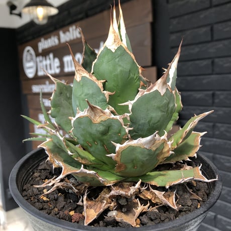 agave  titanota《小さめL size》※発根後店主国内管理2年株※締まり良きbest sizeなオススメ株※浅鉢植え