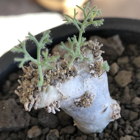 sarcocaulon peniculinum《大きめS size》激希少種※現地球発根後店主国内管理5年株※堪らないほど極白の美しい一株※mad black pot植え