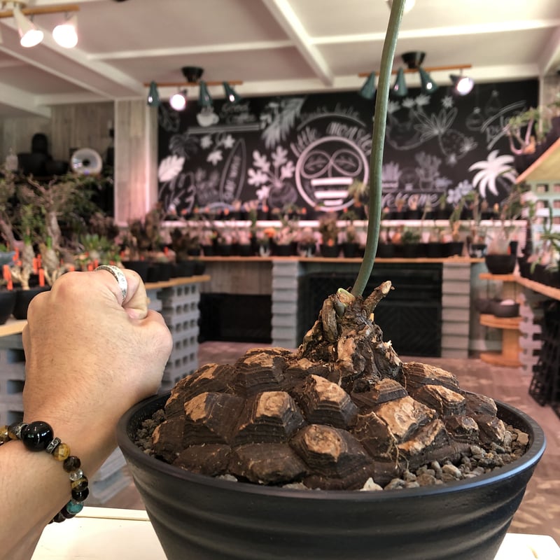 焼肉定食　メキシコ亀甲竜＋40粒 dioscorea macrostachya メキシコ亀甲竜《L L size》※現地球らし