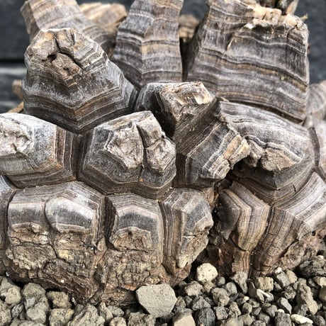 dioscorea elephantipes アフリカ亀甲竜《大きめL L size》大株※現地球発根後店主国内管理18年株※好きな方には堪らないwildすぎる出立ち※mad white 浅鉢植え