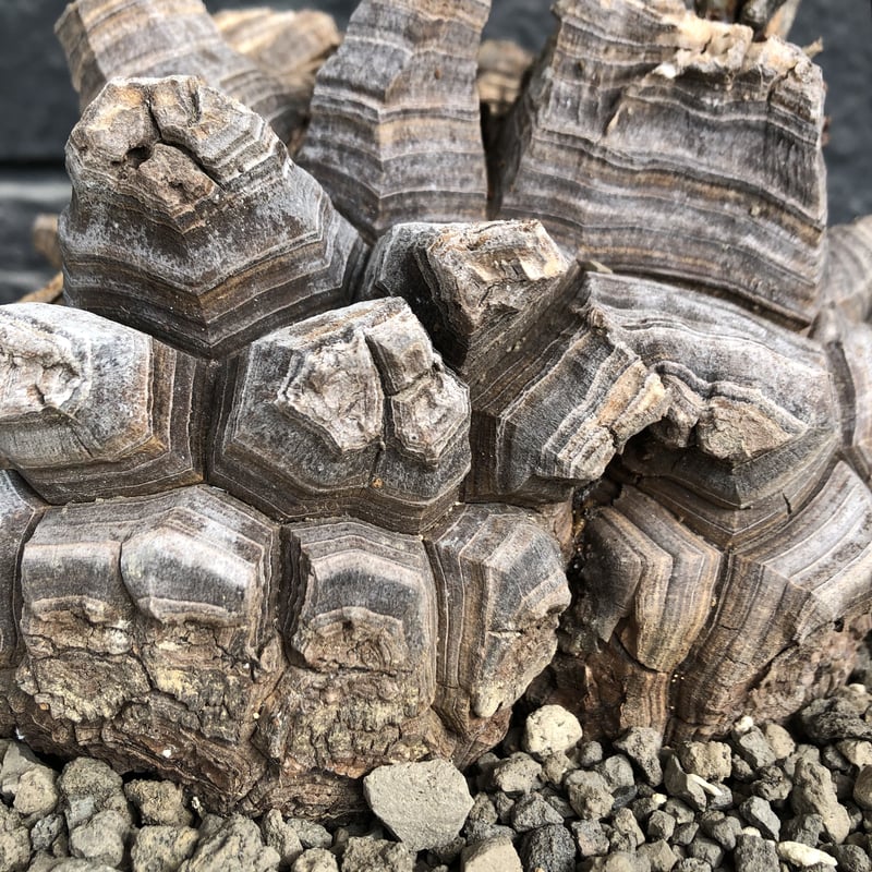 dioscorea elephantipes アフリカ亀甲竜《大きめL L size》大株