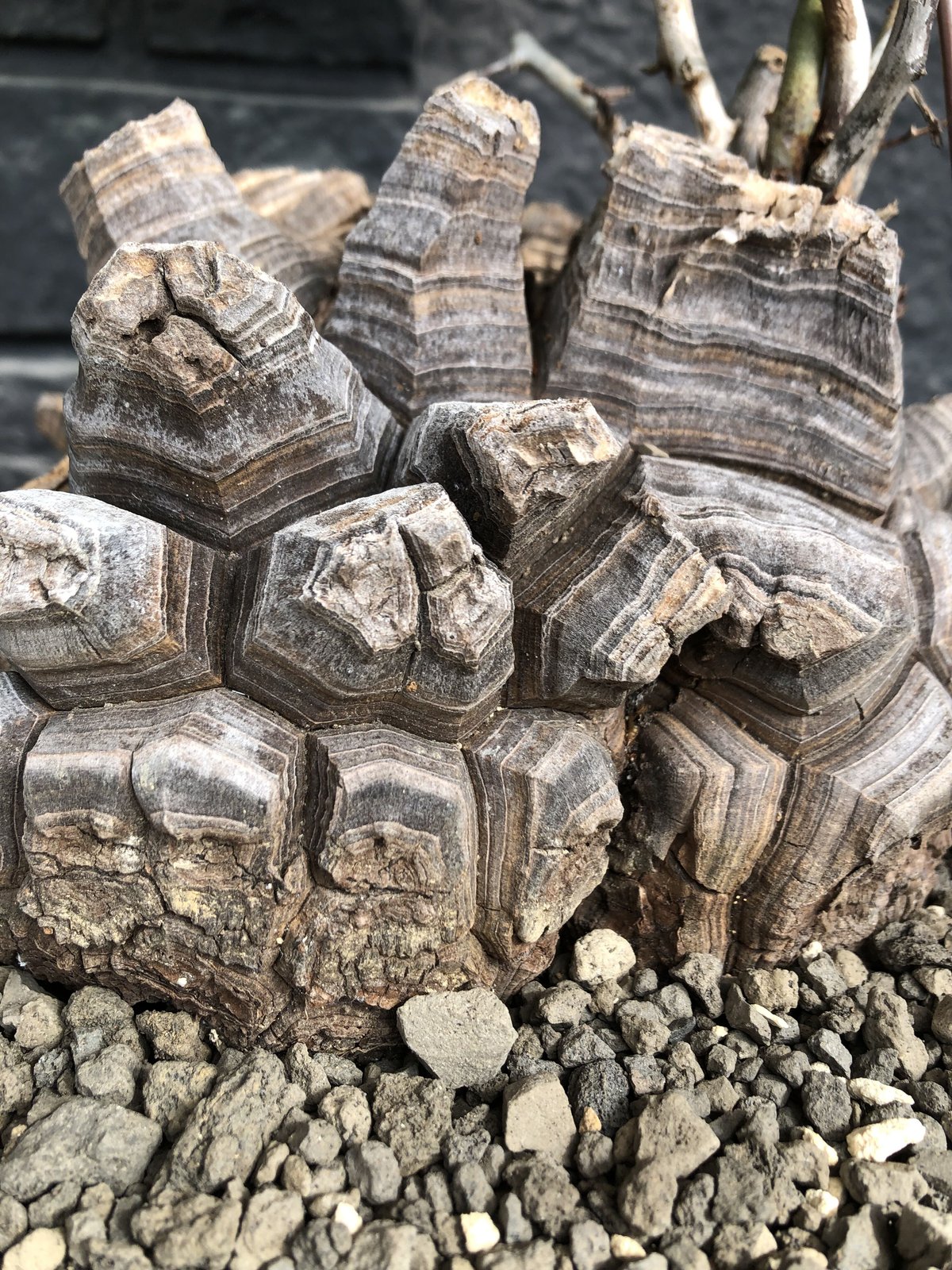 dioscorea elephantipes アフリカ亀甲竜《大きめL L size》大株※現