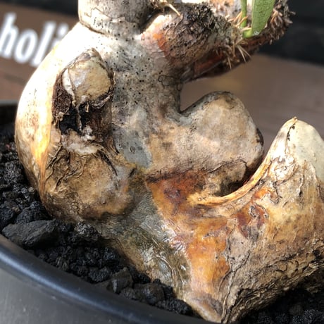 pachypodium brevicalyx《L size》※現地球発根後店主国内管理5年株※美術的interior性高きゴツゴツ肉々しい装いの低重心株※mad black pot植え