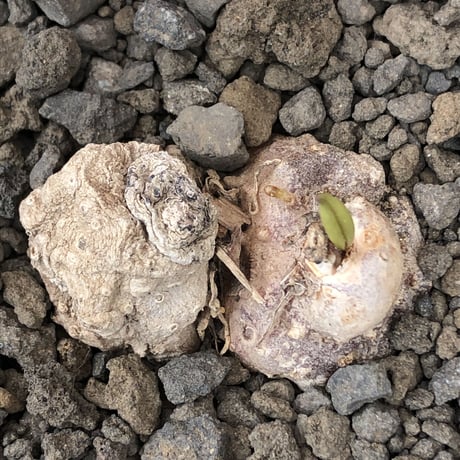 eriospermum cooperi《L size》驚愕‼︎冬型激希少年代物※現地球発根後店主国内管理8年株※年代物&立体塊根＆極美しい大きな葉も魅力な一株※mad black pot植え