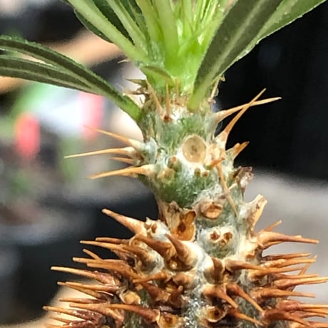 pachypodium gracilius《大きめS size》※現地球株発根済※味深くビンテージ感強き現地焼けに希少green肌を保つ樹形バランスも抜群な一株‼︎※black bowl pot植え