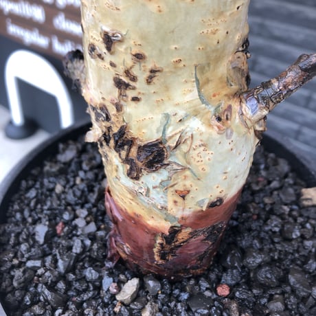 commiphora  holtziana《LL size》※現地球発根後店主国内管理3年株※weight低め且つ極太幹も味深くカッコいい一株※mad black bowl pot植え