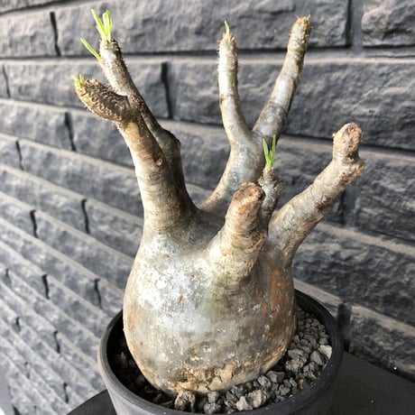 packypodium  gracilius《大きめL  size》※現地球発根済株※big球体且つ大変ウェイト低いぼってりグラキ‼︎選抜株※mad black pot植え