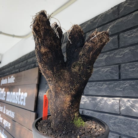 xerophyta trichophylla《S size》※現地球発根後店主国内管理2年株※驚愕強靭株※weightは低く良枝振りな一株※mad black pot植え
