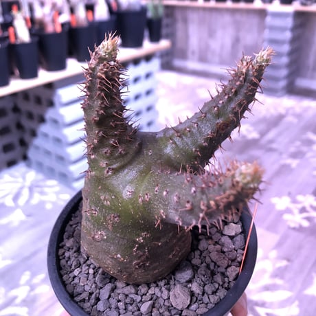 packypodium  gracilius《M  size》※現地球発根済株‼︎※短枝の為、丈も短くぼってり樹形な上、激希少‼︎グリーン肌な激レア株‼︎※mad black pot植え