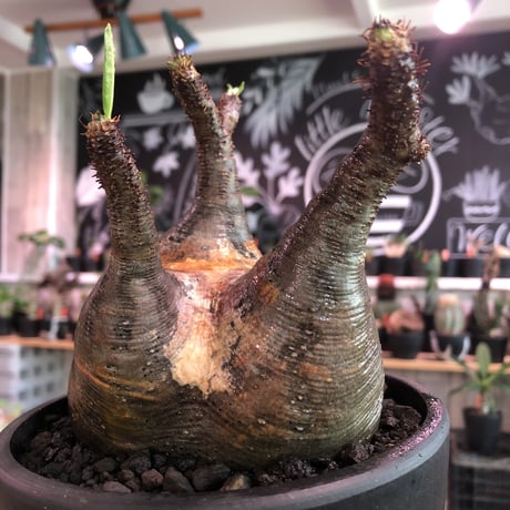 packypodium  gracilius《L size》※現地球発根済株※大変、美術的インテリア性も高く、両A面で現地焼けの一味プラスのオススメ株‼︎※mad black bowl pot植え