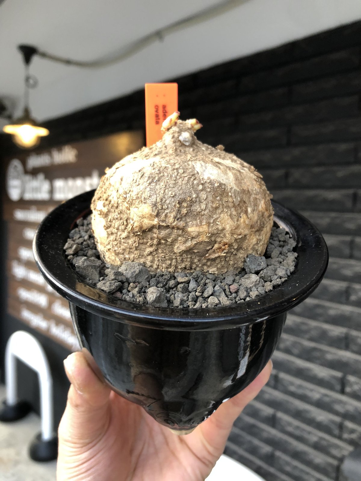 アデニア　オバタ　希少種　発根管理中　3株セット　鉢のまま発送 adenia ovata《L size》激希少種※現地球発根後店主国内管理7年株