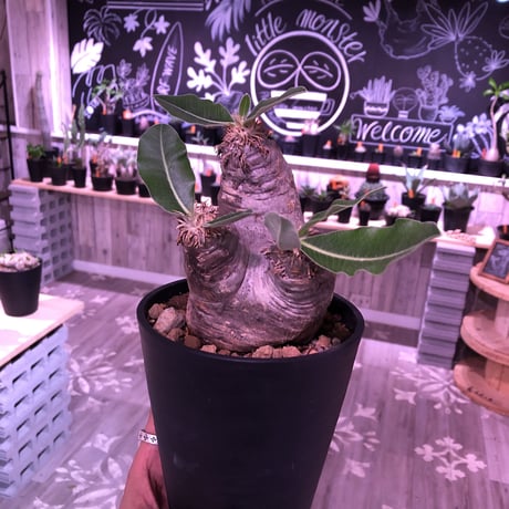 packypodium    roslatum var. eburneum（M  size）