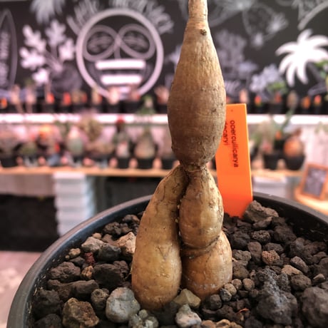 opercullicarya   decaryi  littmon  seed🌱  《5年半株》※大変成長は早く、幹幅も太く育ってくれた選抜株‼︎※mad  black  pot植え　※限定3株